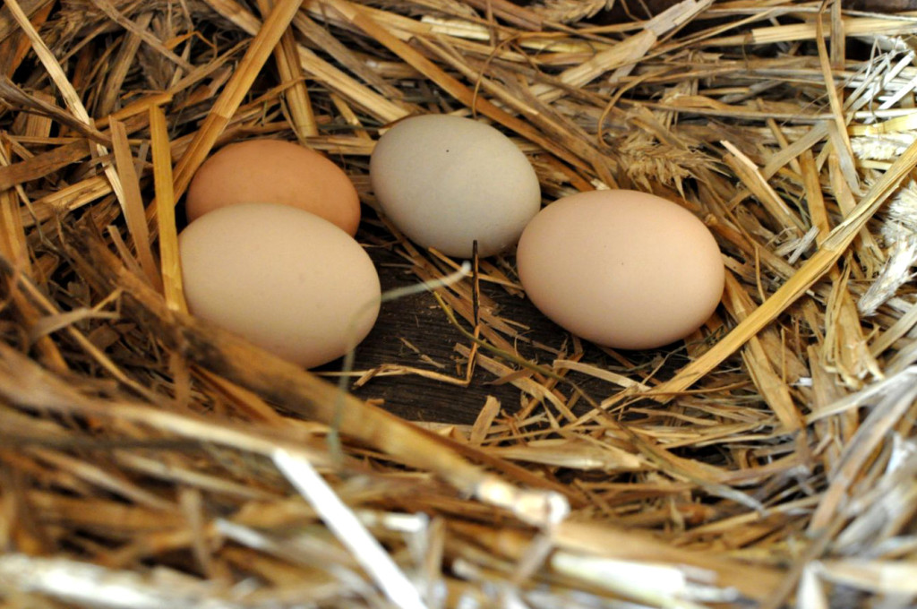 Jajka zdrowe odżywianie slowfood bebuszka
