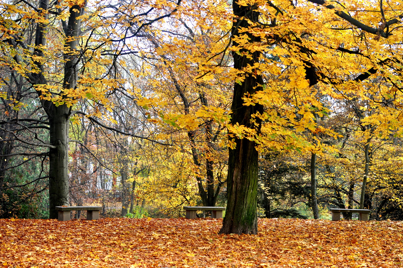 Koszaliński park jesienią. bebuszka